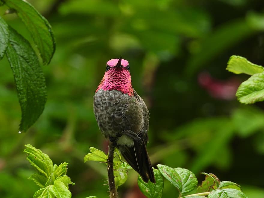 Ruby Trav, kolibri, fågel, små, vilda djur och växter