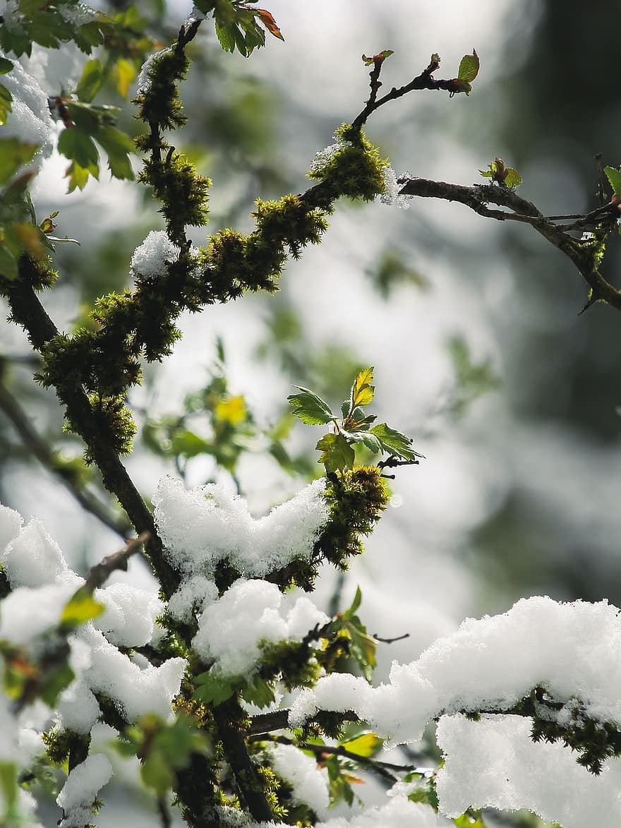 strom, jaro, zimní, sníh, mráz, větev, sezóna, list, detail, les, rostlina