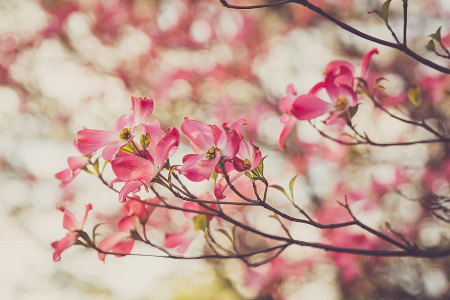 žiedas, gėlė, pobūdį, medis, japonų kalba, sakura, vyšnia, rožinis, filialas, augalų, pavasaris