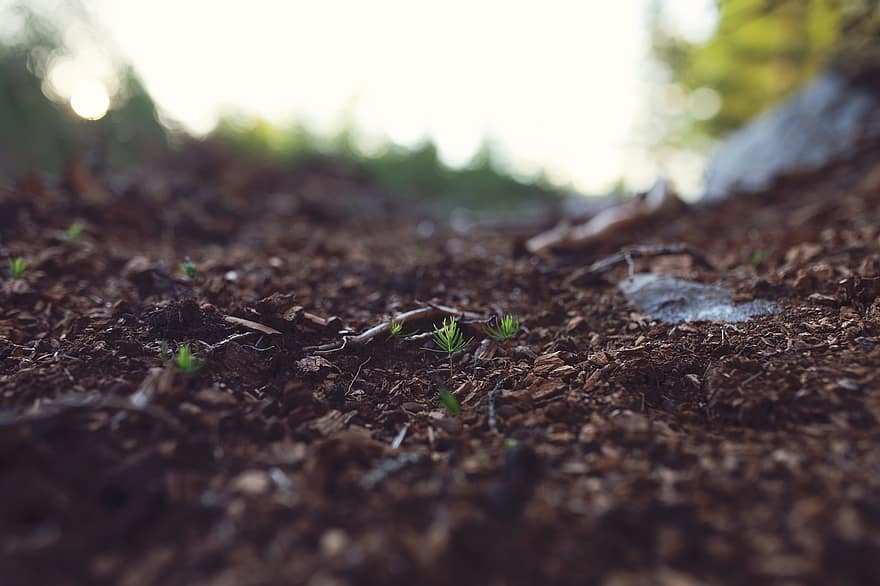 семена, почва, основание, растат, растение, едър план, листо, растеж, мръсотия, зелен цвят, гора