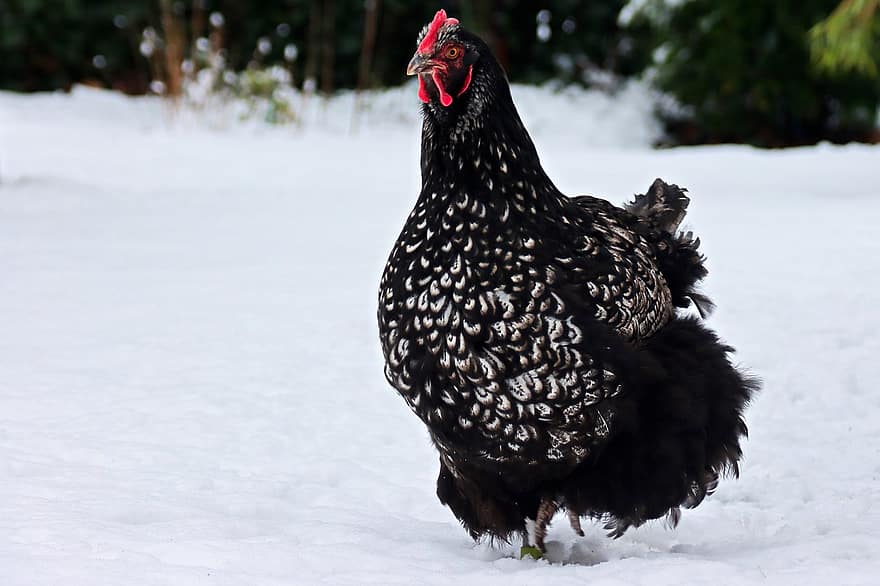 orpington, kurczak, śnieg, ptak, kura, zwierzę, ptactwo, krajowy, rasa kurczaka, pióra, upierzenie