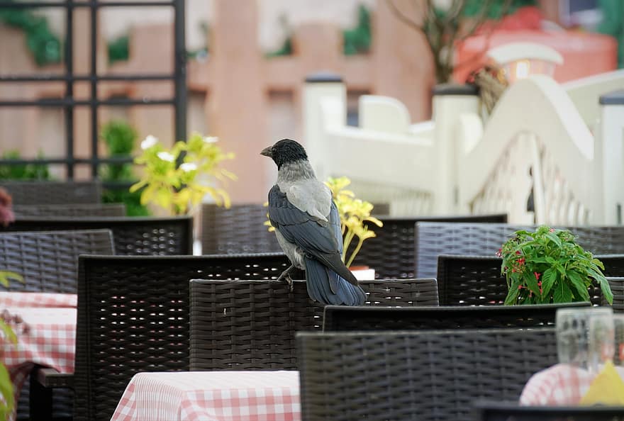 Corvo, pássaro, animal, penas, plumagem, bico, relaxamento, assento, terraço, restaurante, urbano