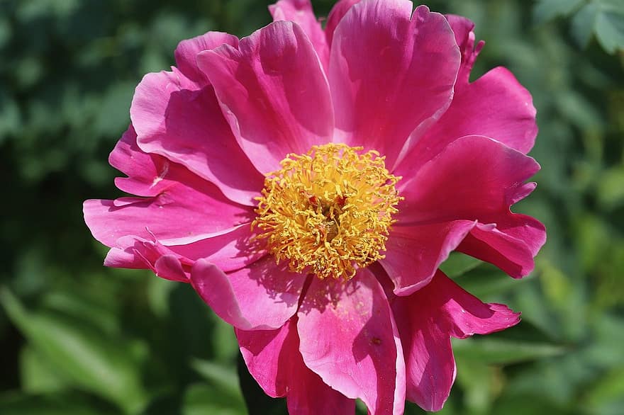 Pfingstrose, rosa Pfingstrose, pinke Blume, Blume, blühen, Natur, Nahansicht, Blütenblatt, Pflanze, Sommer-, Blütenkopf