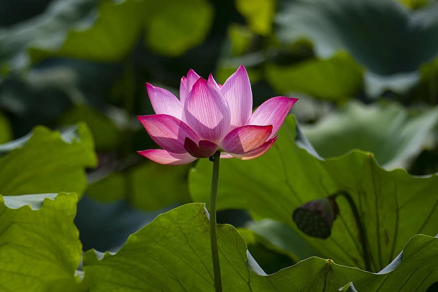 Lotus, Flower, Plant, Petals, Water Lily, Pink Flower, Leaves, Bloom, Blossom, Aquatic Plant, Flora