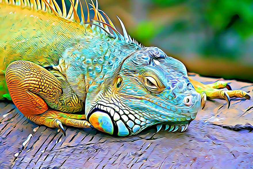 warna, reptil, mata, sisik, alam, kadal, Gyíkféle, iguana, berdarah dingin, digital
