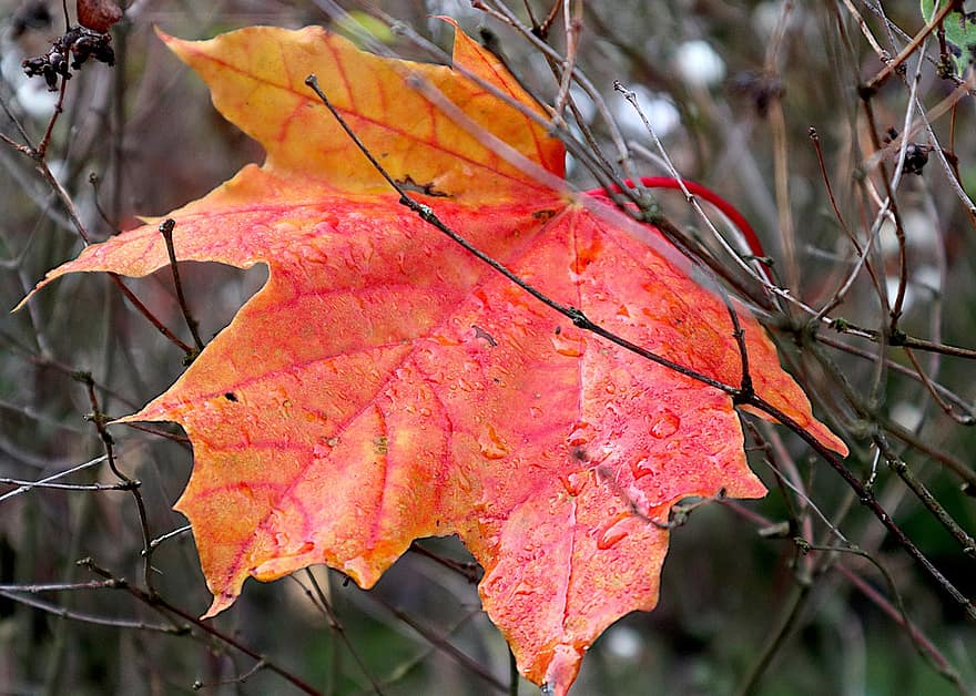 acer, кленовий листок, осінь, після дощу, листя, макрос