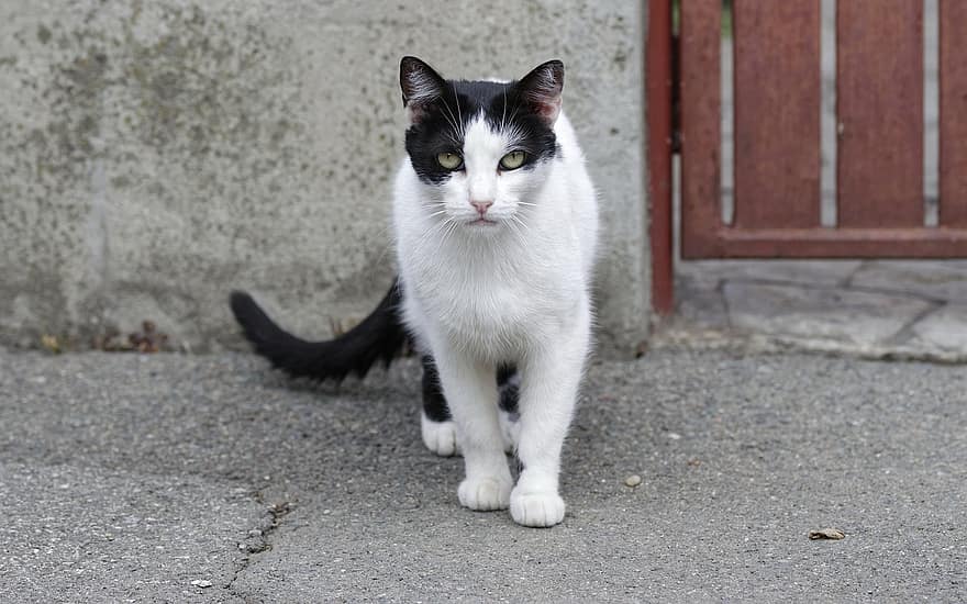 котка, домашен любимец, котешки, търси, грабя, бял, черно, стоящ, улица, асфалт, оградата