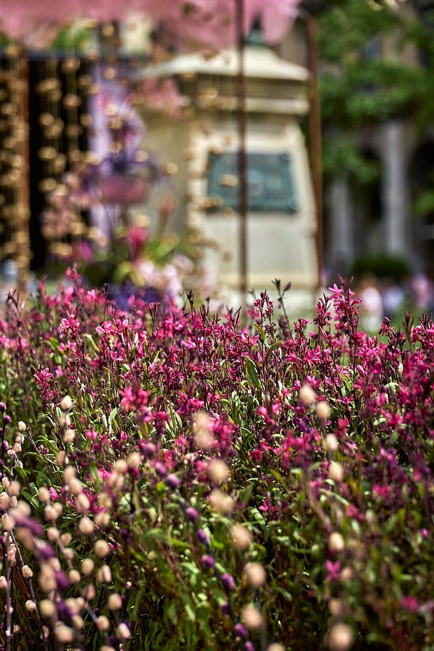 フラワーズ、庭園、パーク、春、自然、花、夏、工場、紫の、ピンク色、葉