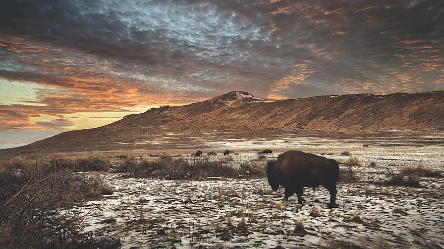 montanha, búfalo, neve, bisonte, animal, mamífero, animais selvagens, Highland, cimeira, pico, grama