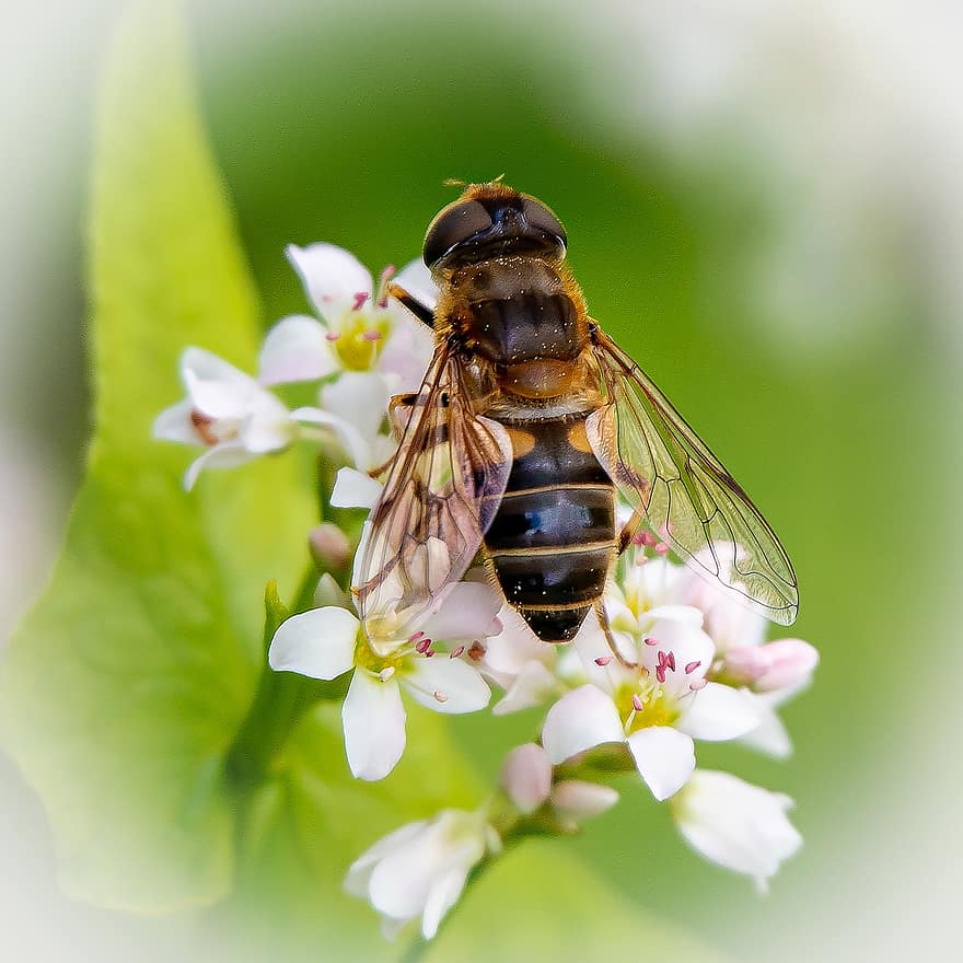бджола, комаха, запилюють, запилення, квіти, крилате комаха, крила, природи, перетинчастокрилі, ентомологія