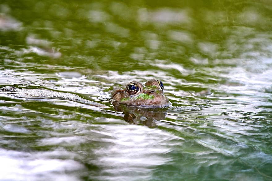la grenouille, la nature, eau, faune, vert, amphibie, sauvage, rainette, nager, animal, le monde animal