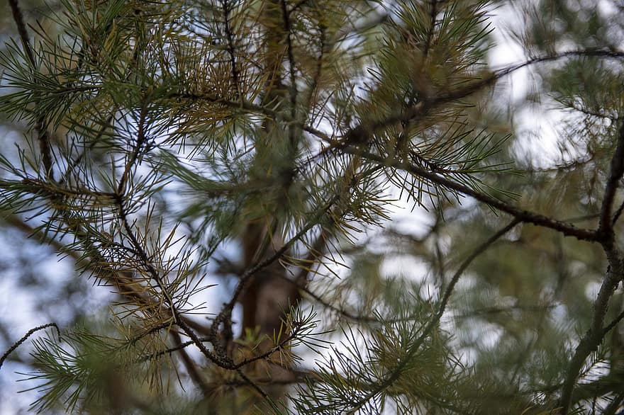Tree, Nature, Forest, Woods, Wilderness, Outdoors, Macro, Conifer, branch, coniferous tree, close-up