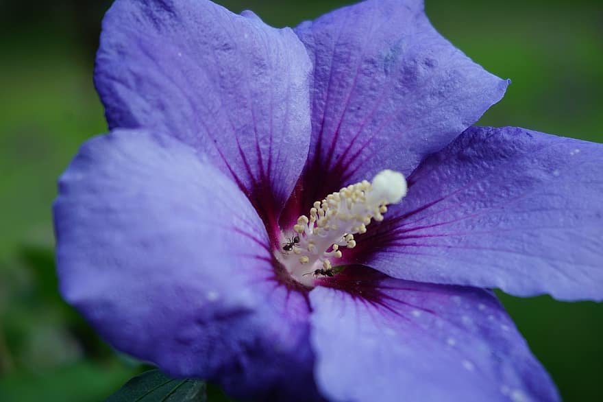 Гибискус Марина, цветок, завод, гибискус сирийский, гибискус, фиолетовый цветок, лепестки, пестик, цветение, муравьи, насекомые