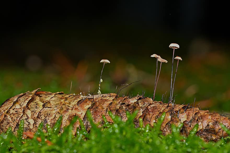 Mushrooms, Plants, Toadstool, Mycology, Pinecone, Forest, Moss, Wild
