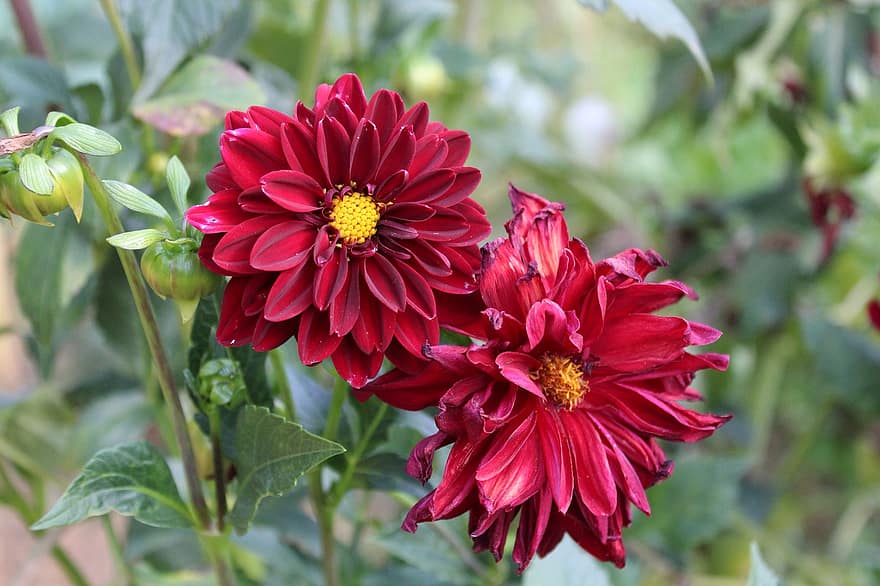 Dahlia, Flowers, Plant, Red Dahlias, Red Flowers, Petals, Buds, Bloom, Leaves, Wilted, Garden