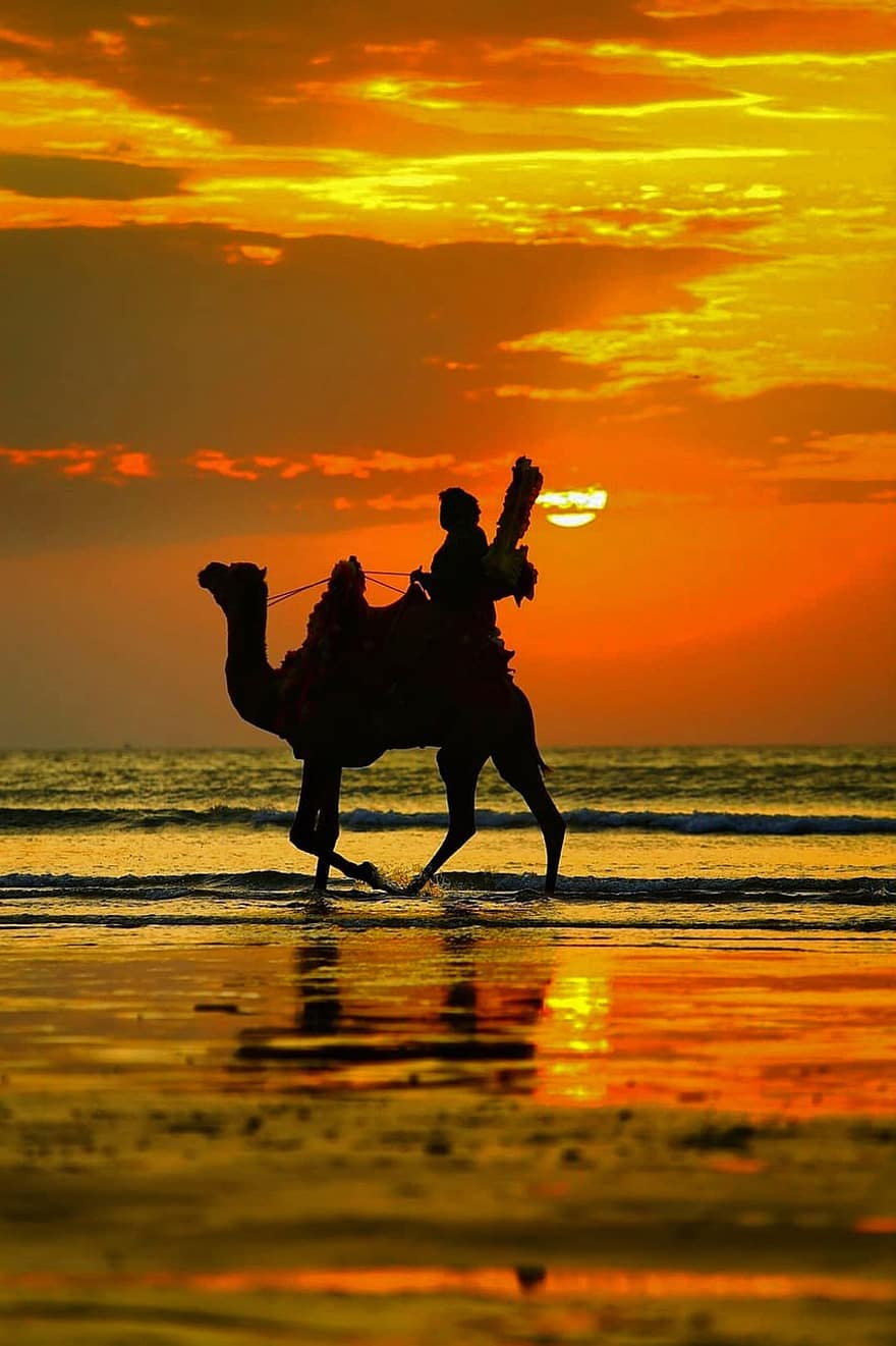 camello, puesta de sol, cielo, playa, al aire libre, mar, amanecer, verano, agua, oscuridad, naturaleza