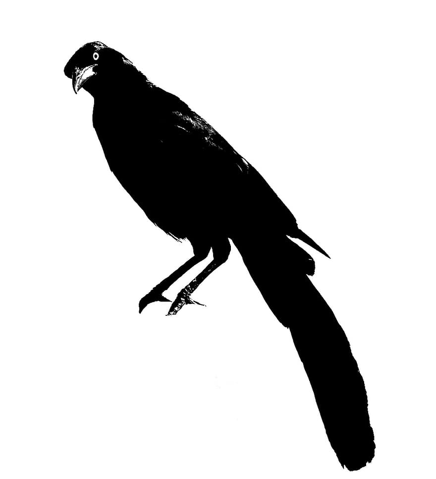 Crow, Bird, Blackbird