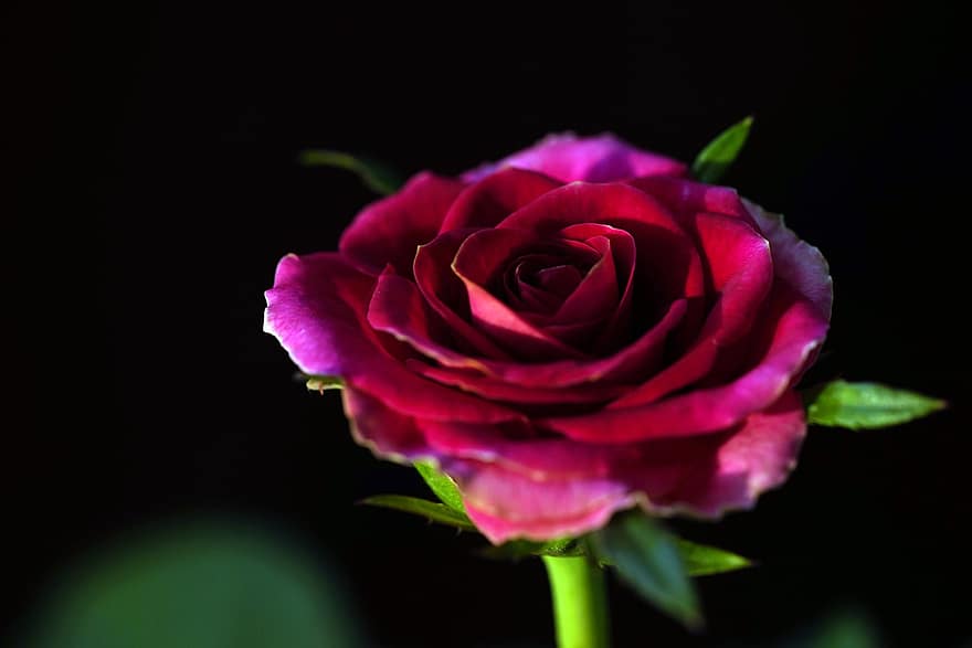 Róża, kwiat, roślina, zbliżenie, płatek, głowa kwiatu, liść, romans, pojedynczy kwiat, świeżość, kolor różowy