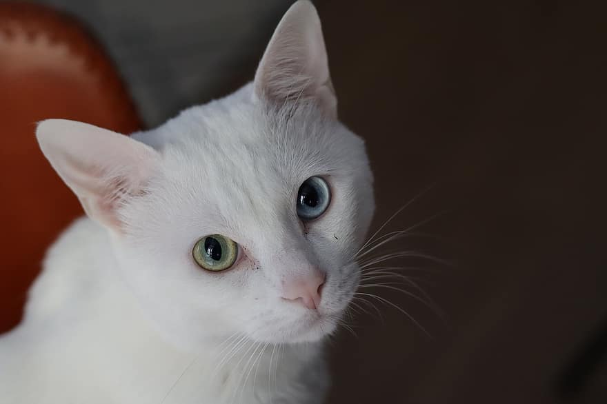 кошка, домашнее животное, животное, белый кот, Гетерохромия, Домашняя кошка, кошачий, млекопитающее, милый, портрет