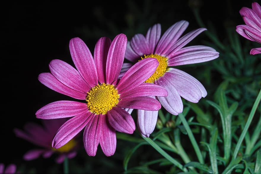 Daisy, Flowers, Plant, Marguerite, Purple Flowers, Petals, Bloom, Nature, flower, close-up, petal