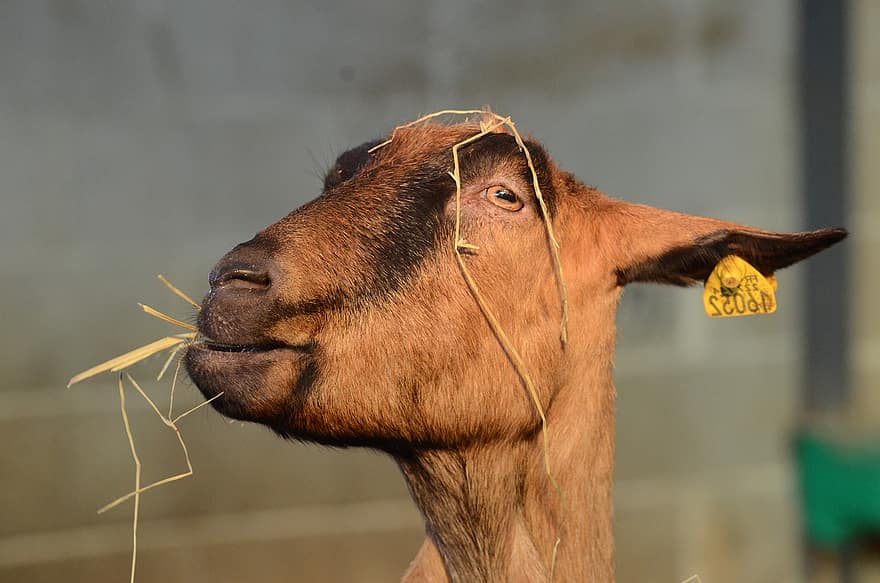 Goat, Animal, Feeding, Hay, Livestock, Mammal, Farm, animal head, close-up, rural scene, agriculture