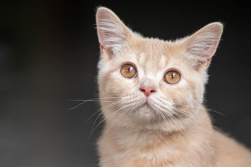 kedi, Britanya ile ilgili stenografi, kedi yavrusu, kürk, hayvan, memeli, Evcil Hayvan, Evcil Hayvanlar, sevimli, ev kedisi, seyir