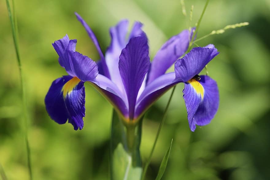 iris, kardas lelija, violetinė gėlė, gėlė, žiedas, žydi, augalų, pobūdį, Iš arti, violetinė, žalia spalva