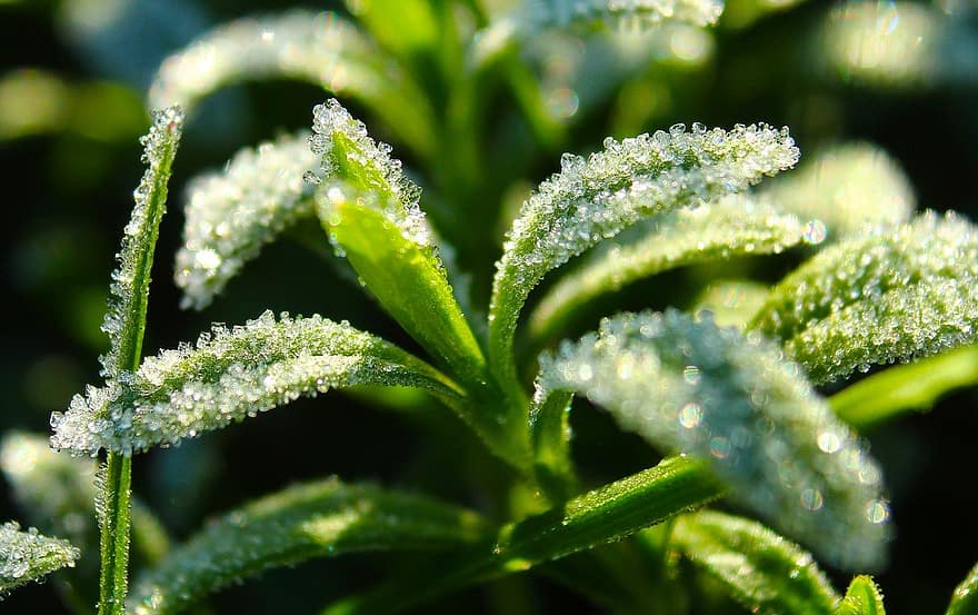 nature, frost, leaves, green color, close-up, leaf, plant, macro, freshness, summer, drop