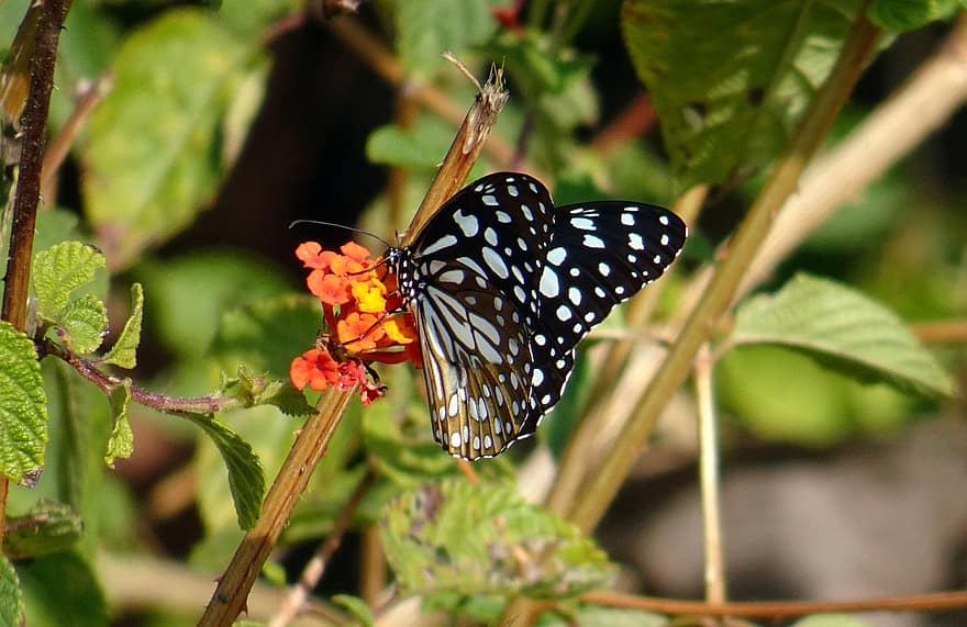 kupu-kupu, bunga, menyerbuki, penyerbukan, serangga, serangga bersayap, sayap kupu-kupu, berkembang, mekar, flora, fauna