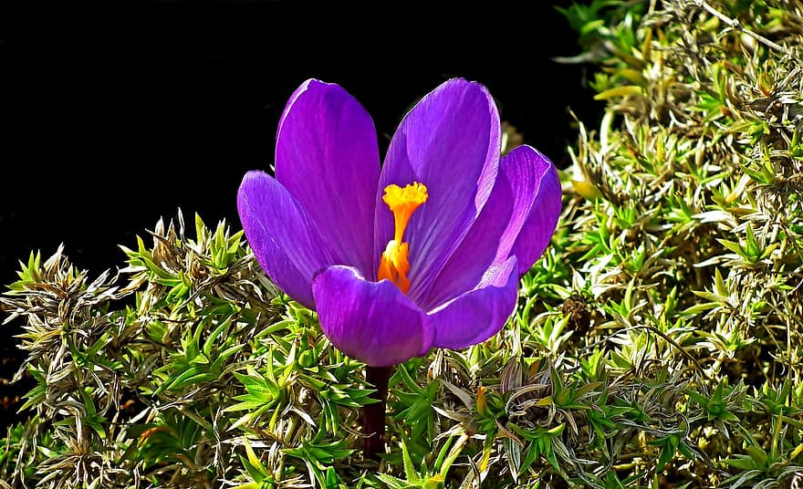 крокус, цветок, сад, фиолетовый цветок, лепестки, фиолетовые лепестки, цветение, цвести, Флора, завод, природа