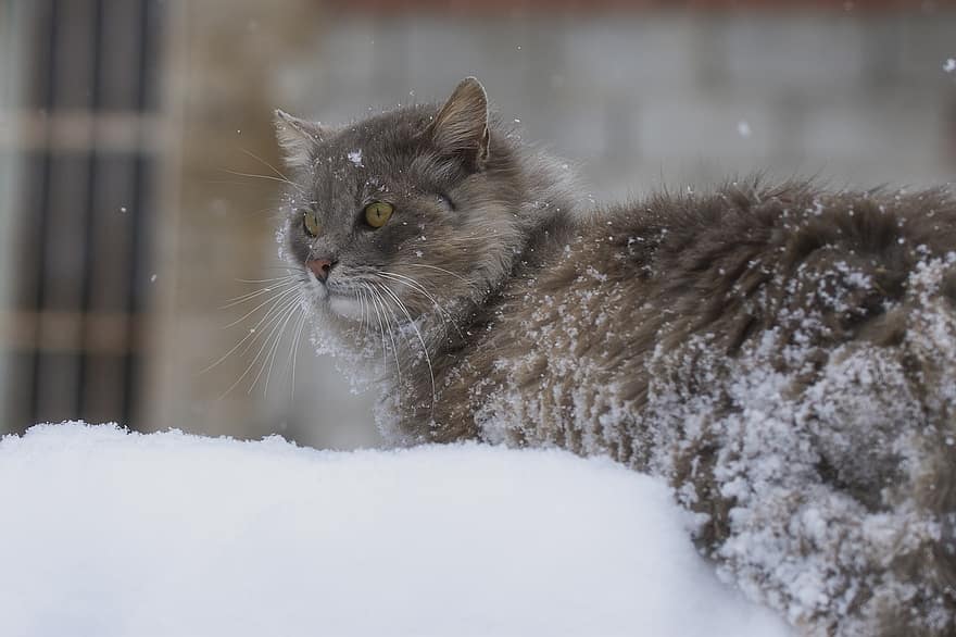 con mèo, tuyết, thú vật, Thiên nhiên, lạnh, Chân dung, động vật có vú, dễ thương, có tuyết rơi, mùa đông, khô héo