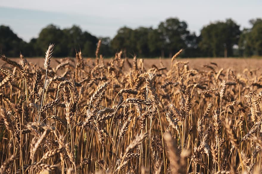 小麦、フィールド、小麦畑、粒、ファーム、自然、夏、農業、耕地、耕作、作物
