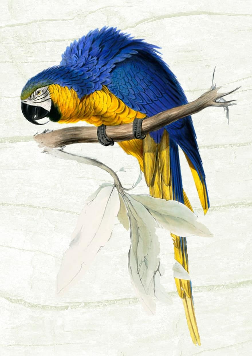 pappagallo, Vintage ▾, colorato, uccello, animale, natura, manifesto, retrò, decorativo, volare, ramo