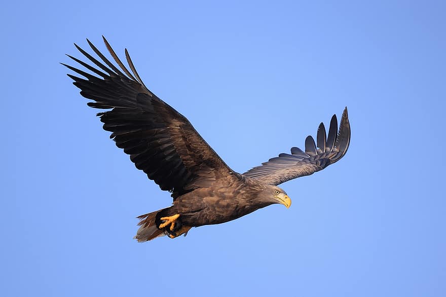 águila, pájaro, volador, alas, vuelo, Águila de cola blanca, ave de rapiña, animal, plumas, plumaje, pico
