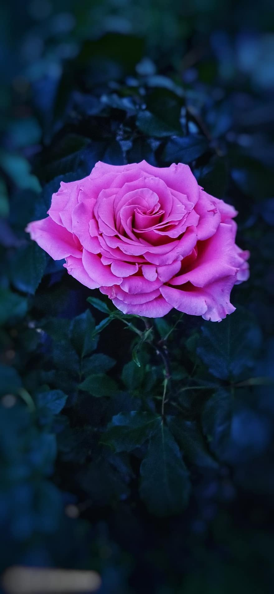 rosa, fiore, rosa Rosa, rosa fiorita, petali, petali di rosa, le foglie, fioritura, fiorire, flora