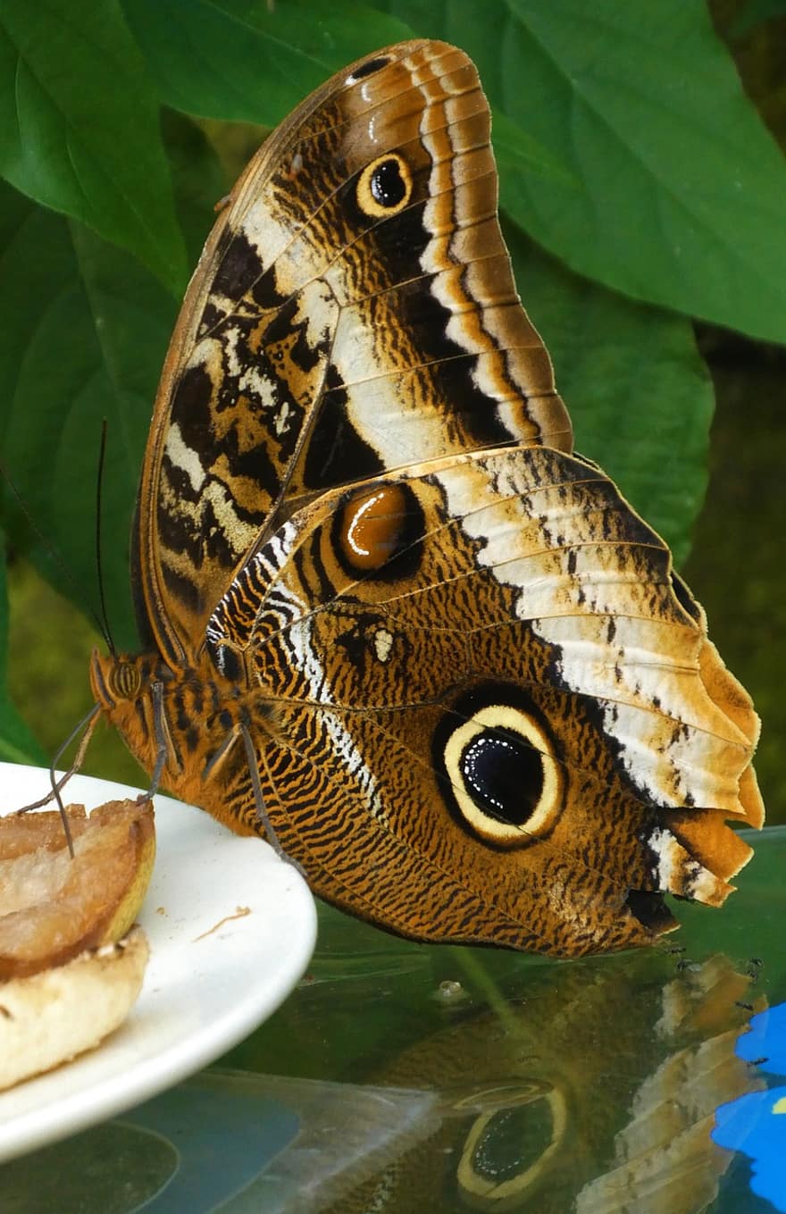 kupu-kupu, makanan, buah, sayap, serangga, hewan, eksotik, tropis, taman kupu-kupu