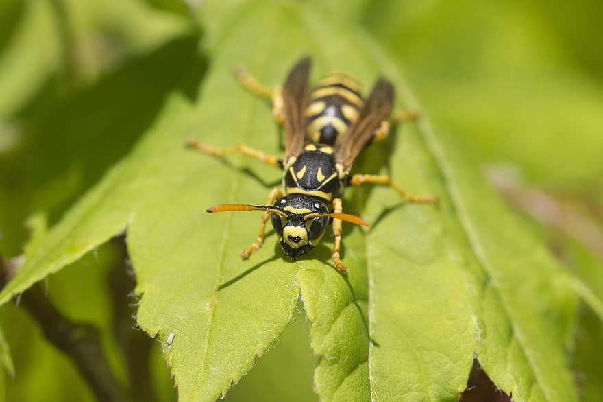 Yellow Jacket, Wasp, Leaf, Insect, Animal, Plant, Nature, Closeup