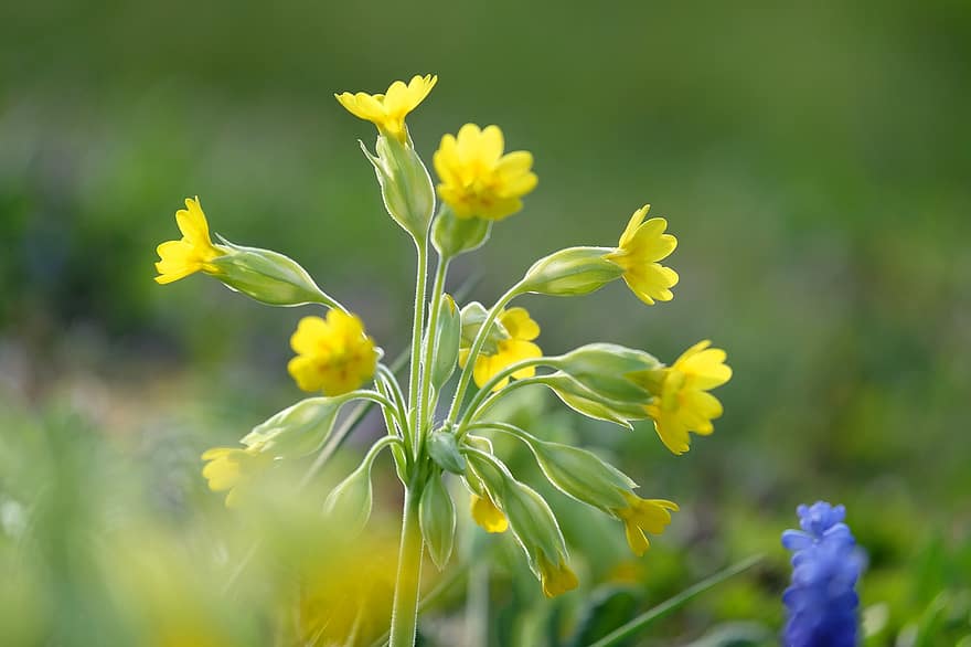 カウスリップ、フラワーズ、工場、黄色い花、咲く、春、牧草地、自然、黄、花、夏