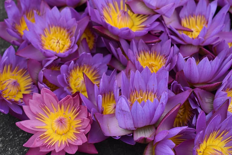 フラワーズ、蓮、紫の、紫色の花、蓮の花、咲く、花、花びら、紫色の花びら、花束