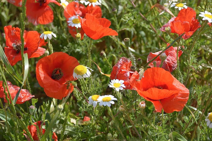 Flowers, Poppies, Field, Red Poppies, Red Flowers, Nature, Meadow, Wildflowers, Flower Meadow, Flower Field, Flora