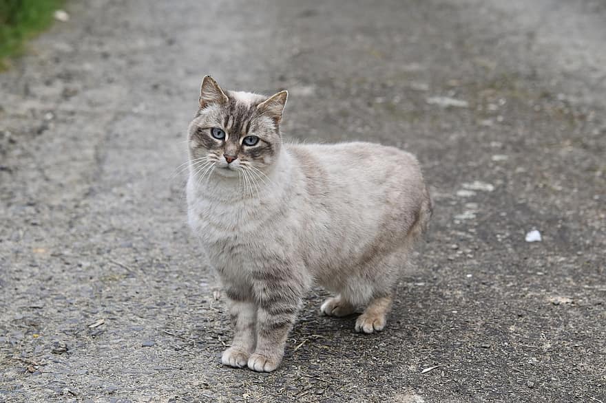 gato, gato callejero, pelo corto europeo, atigrado, Gato domestico, felino, mamífero, ojos azules, linda