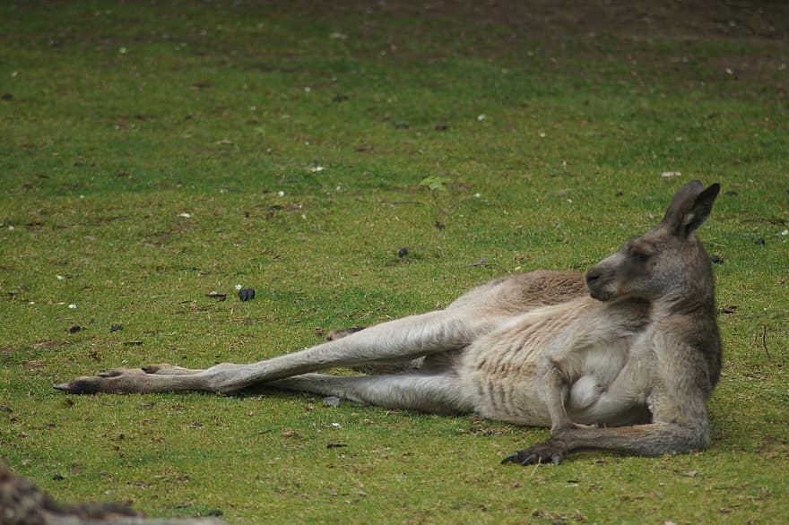 kenguru, állat, rét, erszényes állat, vadvilág, pihenés, kipiheni magát, állatkert, vadon