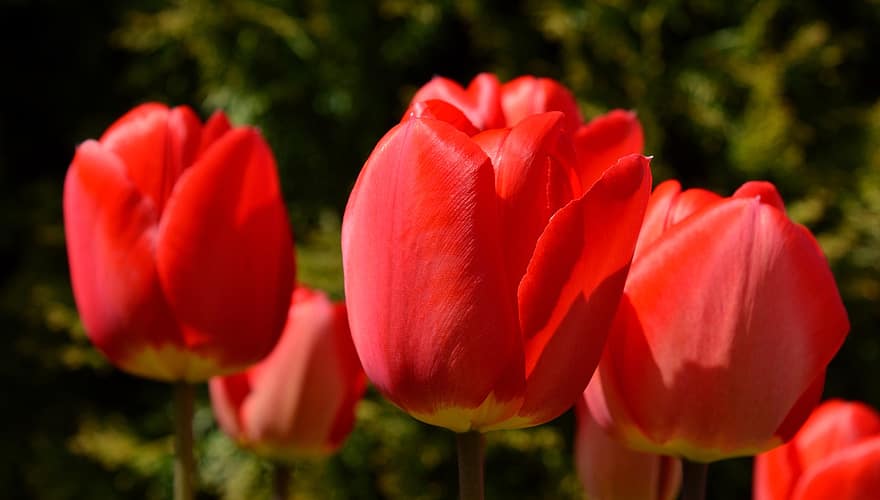 blomst, tulipaner, vår, blomstre, botanikk, natur, flora, petals, floriculture, hagebruk, tulipan