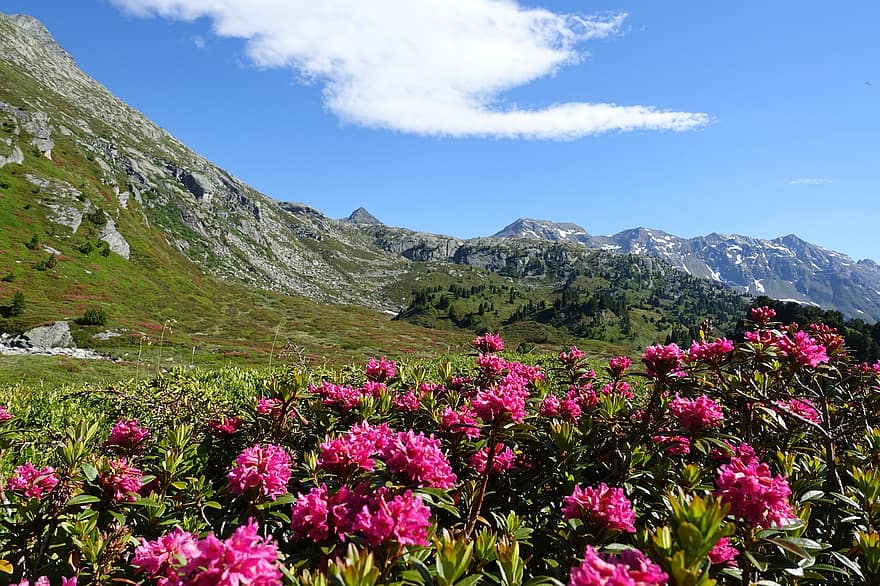 горы, цветы, пики, природа, альпийские розы