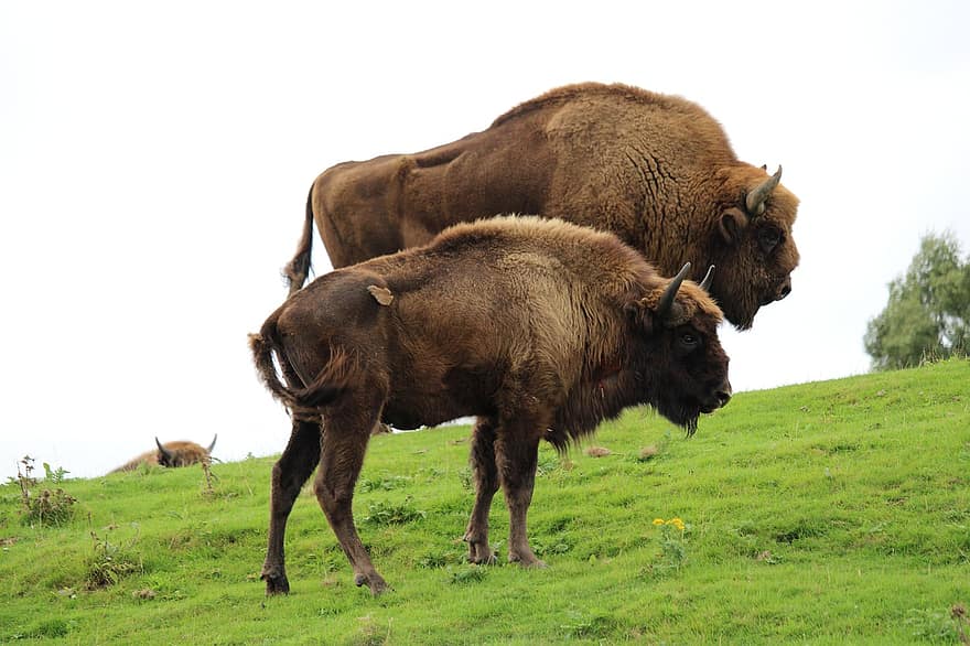 buffel, bizons, heuvel, natuur