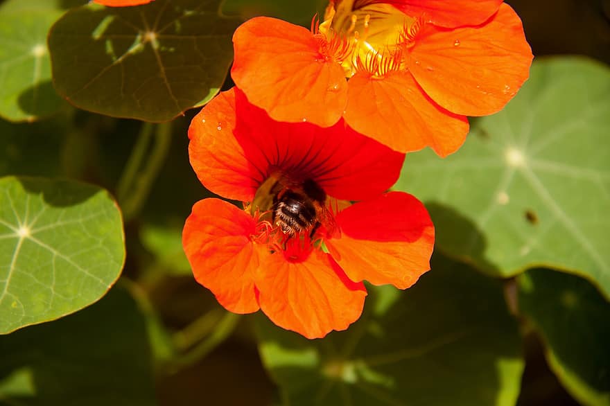 цвете, земна пчела, Табелен лигавник, листенца, насекомо, цъфтеж, пружина, опрашвам, флора, едър план, растение