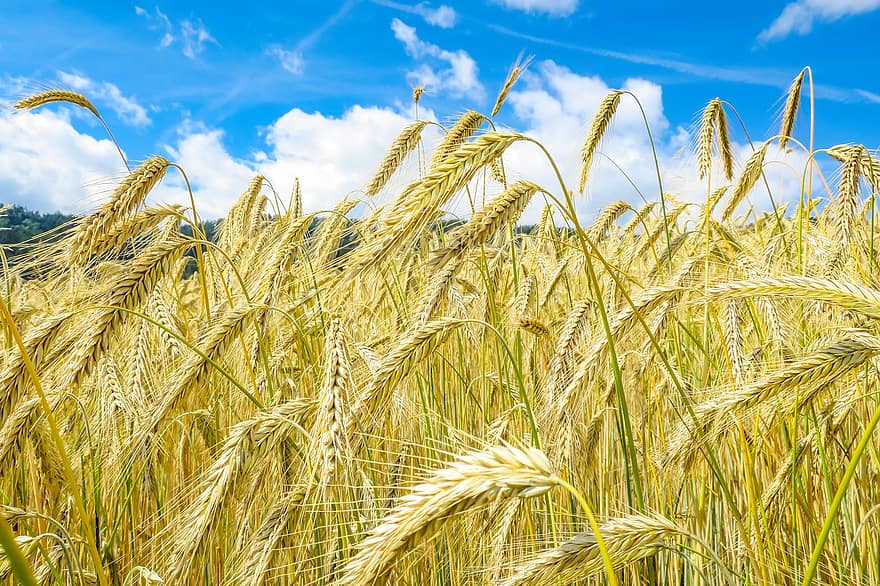 Field, Golden Yellow, Cereals, Cornfield, Agriculture, Barley, Spike, Sky, Straw