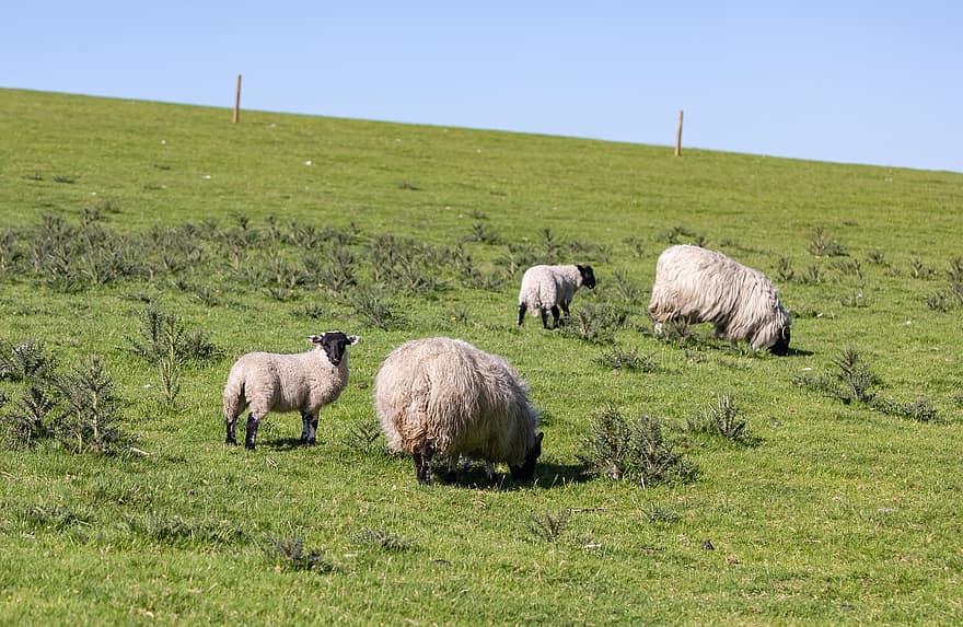 羊、子羊、牧草地、動物、ファーム、家畜、ほ乳類、フィールド、農村、草、農業