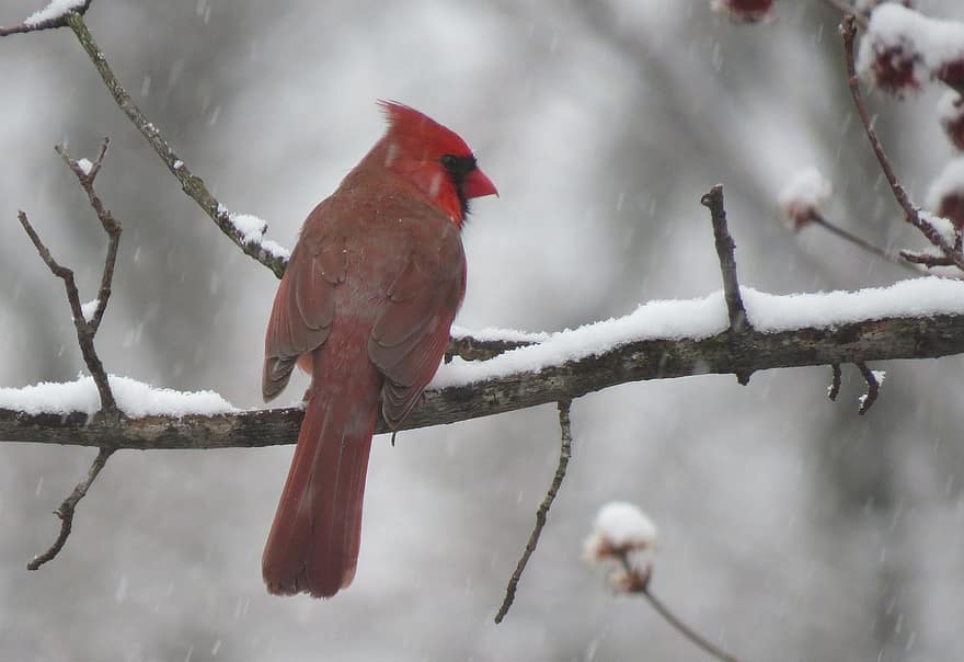 kardynał, ptak, przysiadł, Oddział, upierzenie, pióra, dziób, rachunek, obserwowanie ptaków, ornitologia, śnieg