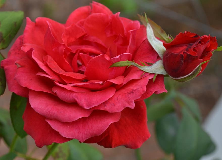 Rosen, Blumen, rote Rosen, Knospe, Rosenblüte, Blütenblätter, Rosenblätter, blühen, Flora, Pflanze, Nahansicht